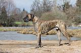 DOGUE ALLEMAND 177